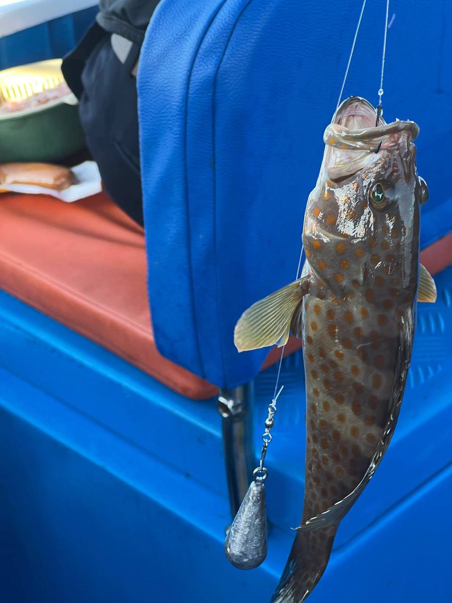 ChenHui79010's tweet photo. You can't take home the fish you want. That's the way it is in California. But I'm happy, too.π£π§
#angling #SeaFishing #BoatFishing #Grouper
#SeaFishing #Boatfishing #angling #outdoors #CaliforniaGirls #Yachts #Lujah #DailyFragments #Lifestyle #SummerEvents #Angler https://t.co/Z5Dp32RaYv
