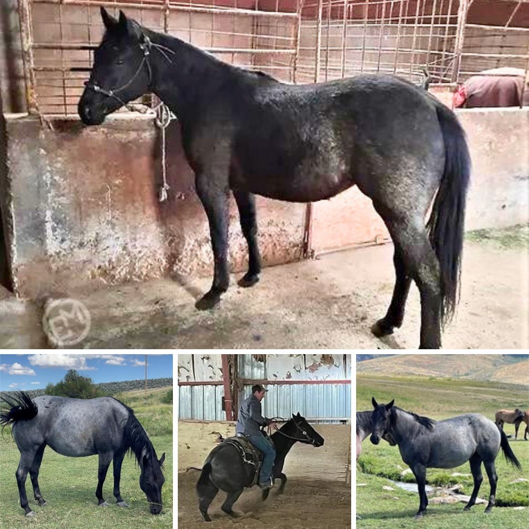 Luna is a gorgeous 2019 blue roan mare that stands at 14.2hh.  Luna is one of many beautiful roans for sale from Battle Born Performance Horses in Nevada!

Check her out today!
ow.ly/uJqv50PFV5y

#BlueRoan #Mares #Horses