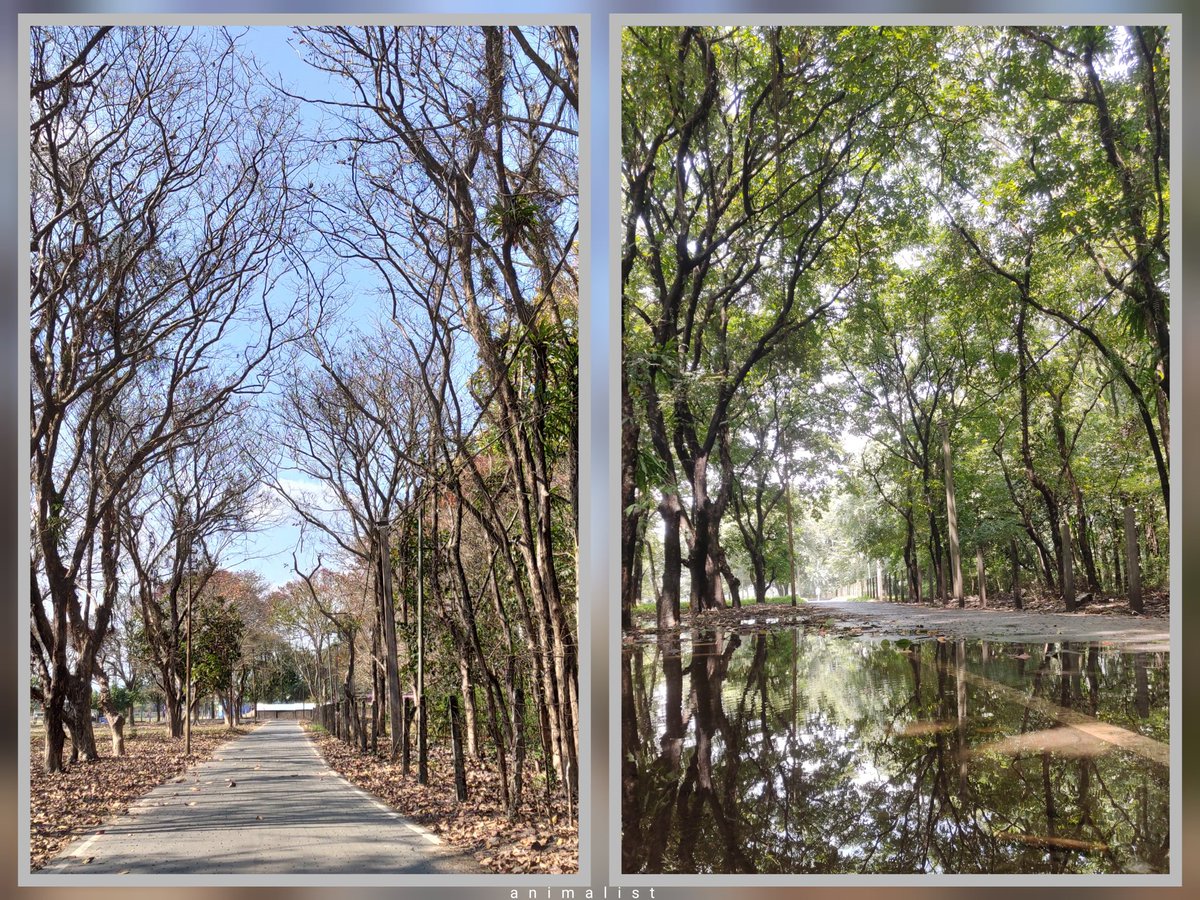 Abhirup Saha 🦋🦟 tweet media