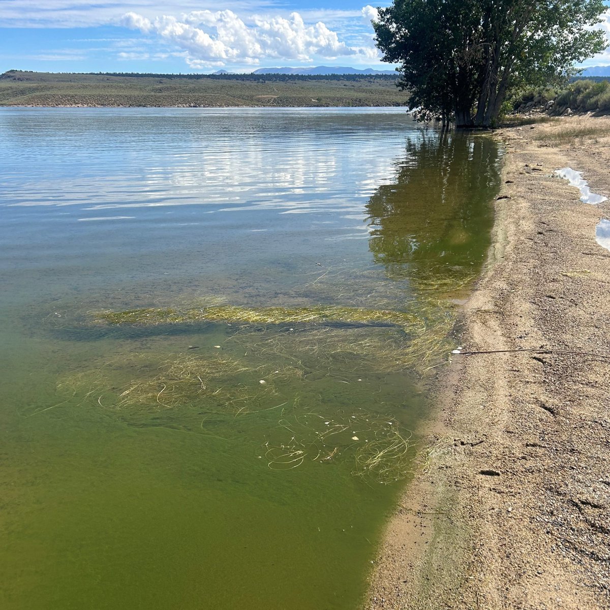 CaWaterBoards's tweet image. Crowley Lake in Mono County has been elevated to a danger harmful algal bloom advisory. To keep yourself &amp;amp; pets safe check out our Incident Report Map for up to date info on harmful algal blooms across the state: bit.ly/44qrQKi