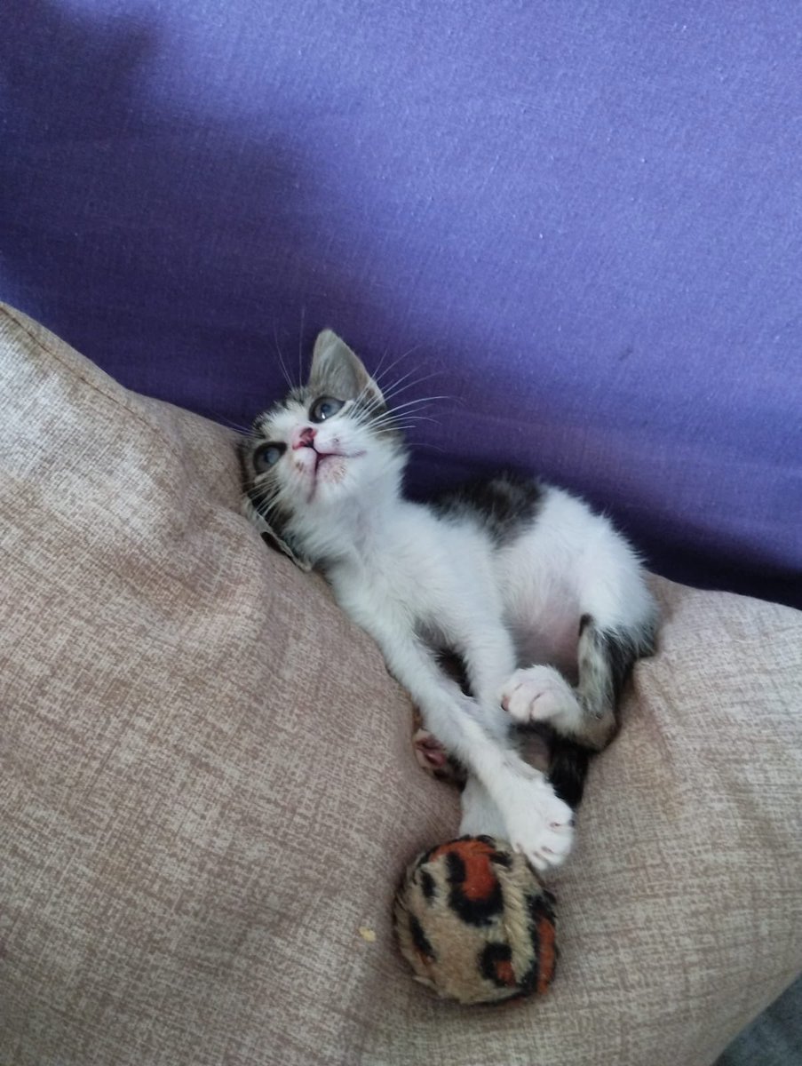 elenabco's tweet photo. Alguien quiere darle un hogar a esta gatita de 2 meses? Está en Murcia pero se puede desplazar, info contacto md. Porfa difusión https://t.co/QuJF7npQ2l
