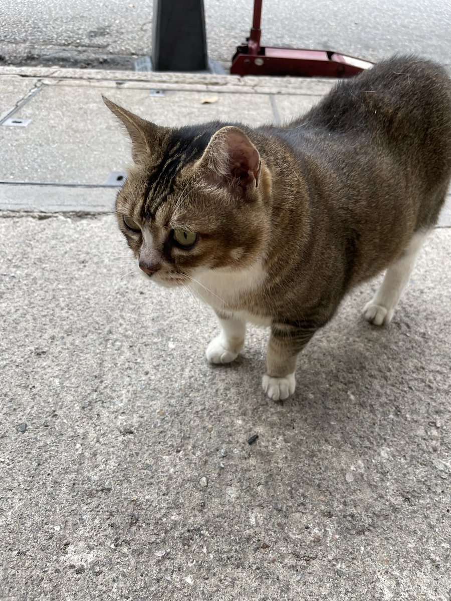 YiutingY's tweet photo. Fat cat in HK https://t.co/CUfgqI32kQ