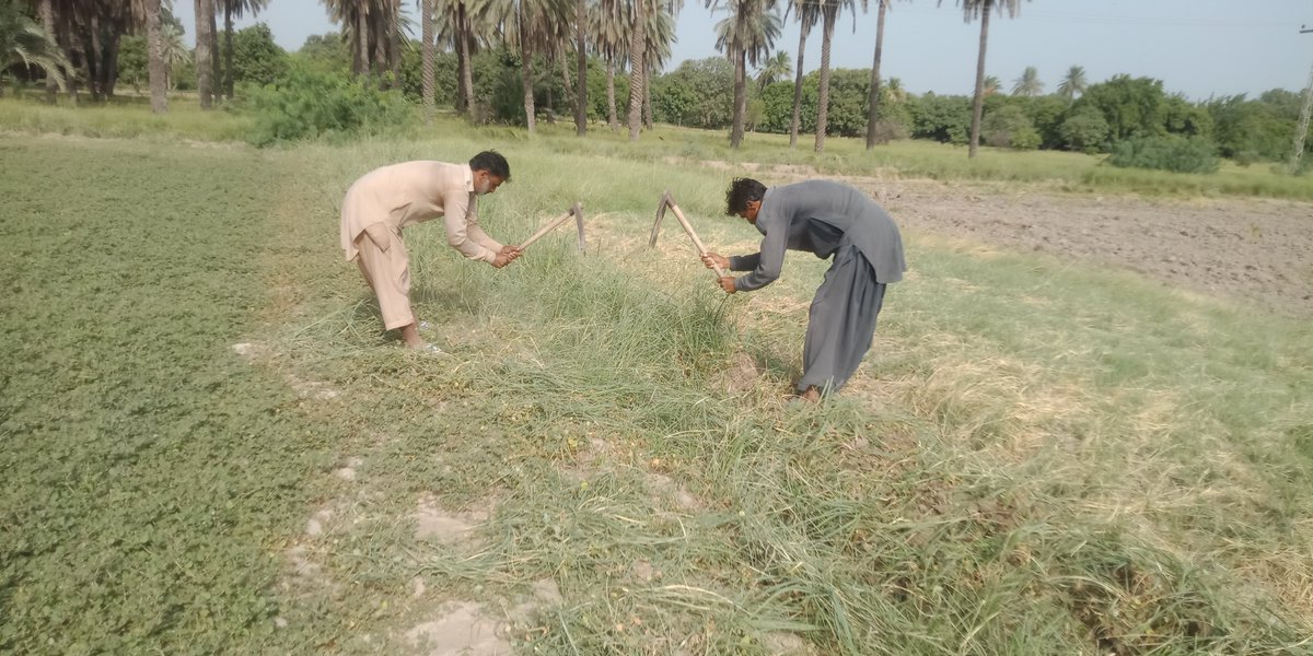 naveed_katohar's tweet photo. 30/08/2023
Monitoring of Experimental plot of different types of fruit trees in #Surface_soil, #Sub_surface, #Pots & #Mulching method, under Salinity & water controlled.
@Manzoor92131601 @JabbaSoilLabs @ModernAgUpdates @FAO @FatehMari @BBhuttoZardari @EngrSaeedAhmed8 https://t.co/tuuFIpwEyY