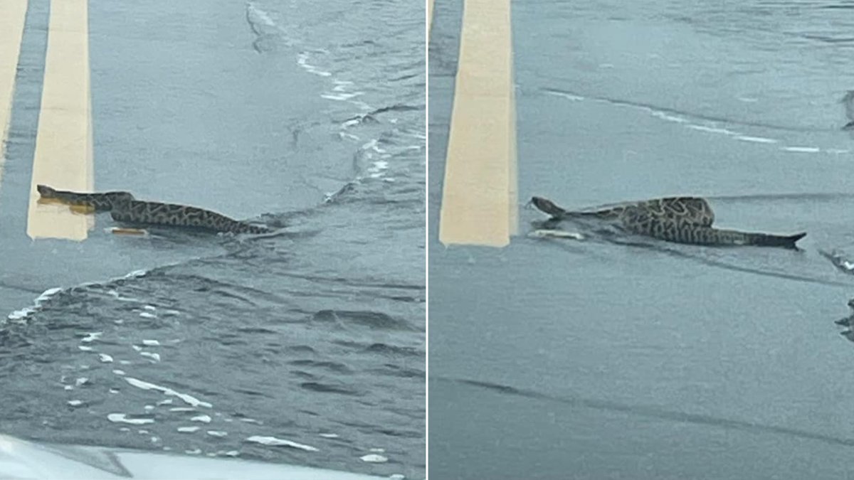 NOPE! 🚫🐍 If you needed a reason to stay off flooded streets, take a look at this rattlesnake that was spotted seeking shelter in Hernando County. bit.ly/3L0zsMg