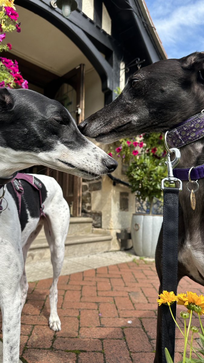 Don’t we look cute! #lynton #greyhounds #houndsoftwitter 💜 🔥 🦴 💜