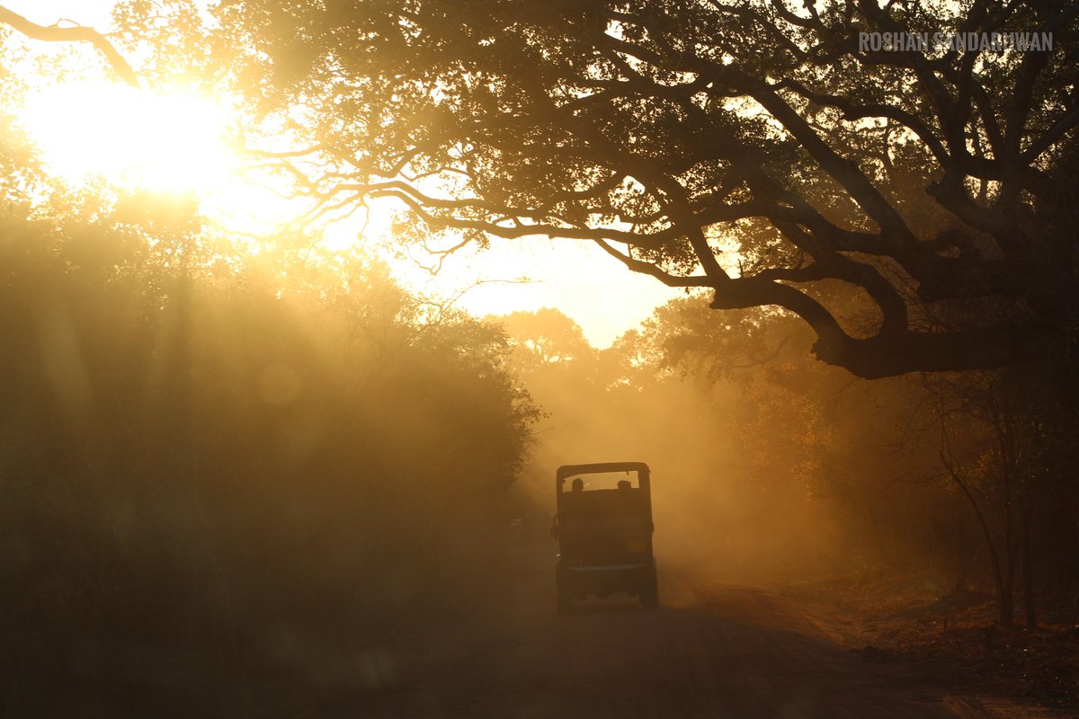 AvatarRoshan's tweet photo. Dancing Amidst Golden Hues: Magical Morning @YalaSriLanka #unfiltered https://t.co/QP9g7A7CJm