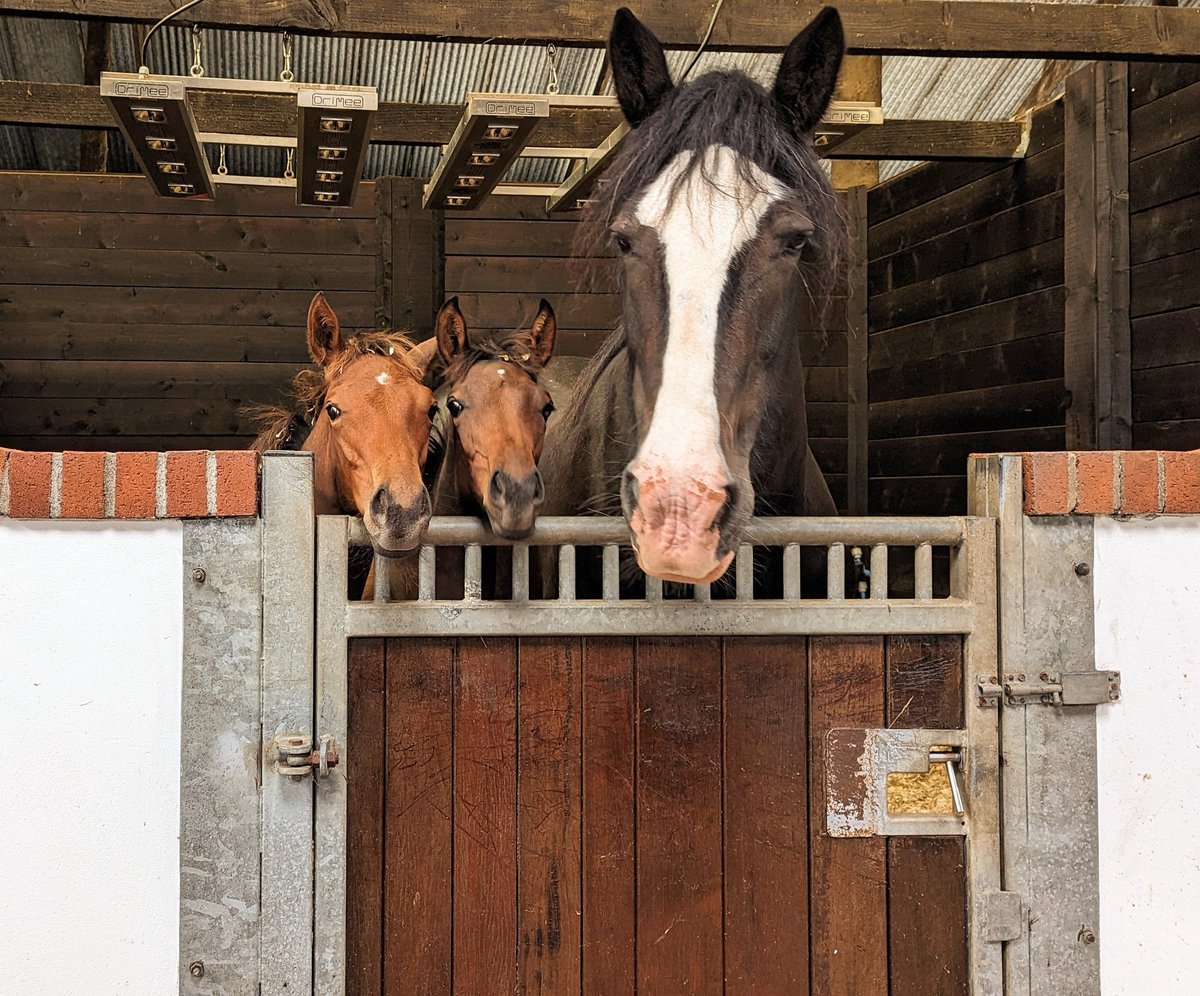 Family photo....Sammy the Shire & her two orphans! #HappyHorses #HappyFoals #SammyTheShire