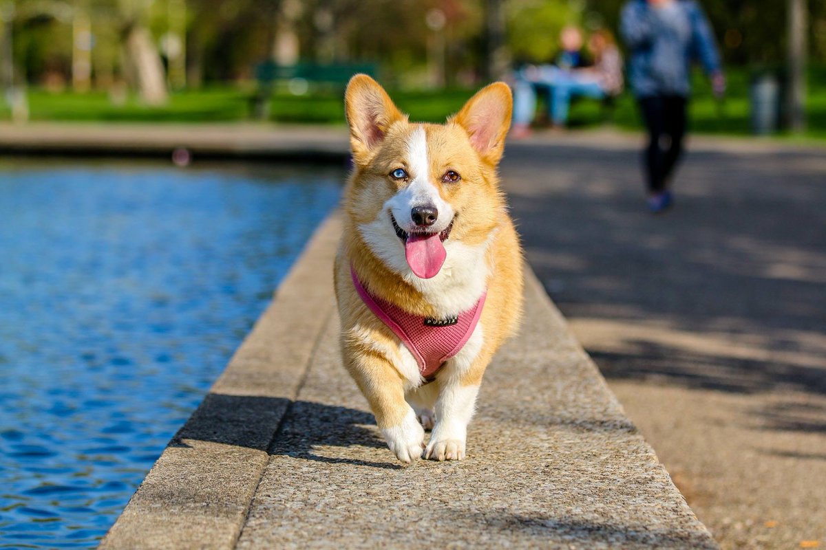 We are rushing towards the Grand Opening.  Keep your eyes open for this event.
#dogproducts #dogsofinstagram #dogs #doglovers #dogaccessories #doglover #dogstagram #doglife #dogmom #puppylove #petaccessories #dogfashion #dogcollar #puppy#dogcollars #dogshop #dogbandana #dogslife