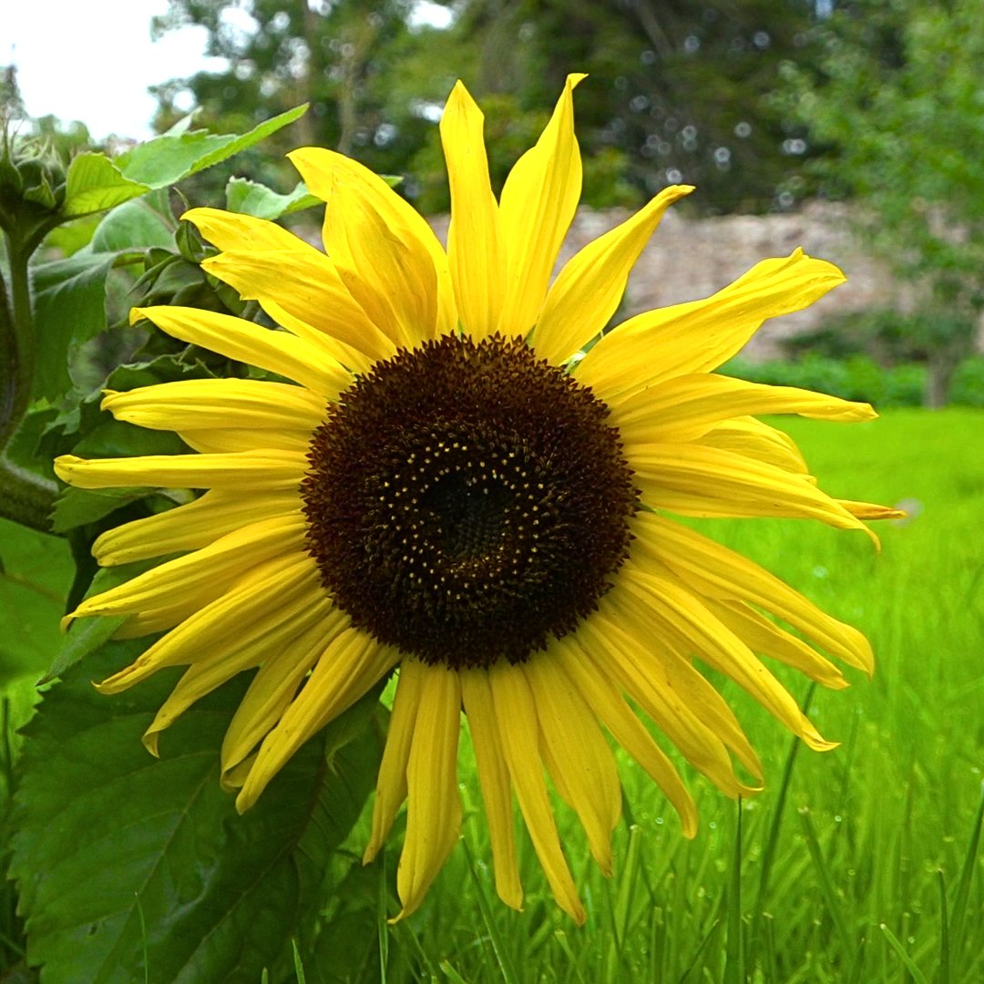 The soul of your loved one when you're grieving does everything to help you to grieve, to get used to the loss of them humanly, but they are there spiritually with you and to me that's a very important thing to remember - and they're perfect. 

Blessings Lorna

#grieving #grief