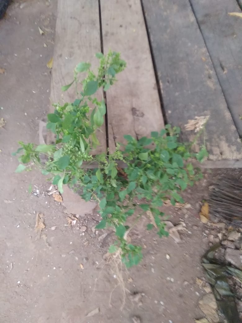 Ada yang tau daun apa?