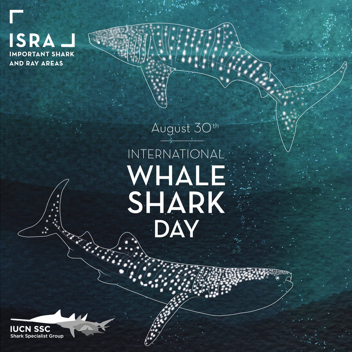IUCN SSC Shark Specialist Group (@iucnshark) on Twitter photo Happy International Whale Shark Day! Our team and our partners are working to understand and protect the world's largest fish. #InternationalWhaleSharkDay
Image by Eloisa Pinheiro <a href="/eloisa_p/">Eloísa Pinheiro Giareta</a>
Learn more about us: iucn.org/our-union/comm… Happy International Whale Shark Day! Our team and our partners are working to understand and protect the world's largest fish. #InternationalWhaleSharkDay
Image by Eloisa Pinheiro <a href="/eloisa_p/">Eloísa Pinheiro Giareta</a>
Learn more about us: iucn.org/our-union/comm…