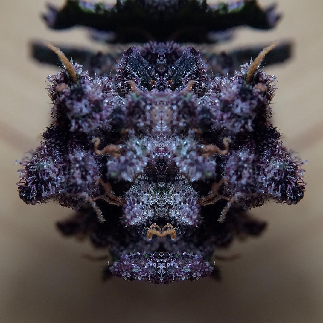 What do you see?

📸 sourconnoisseur