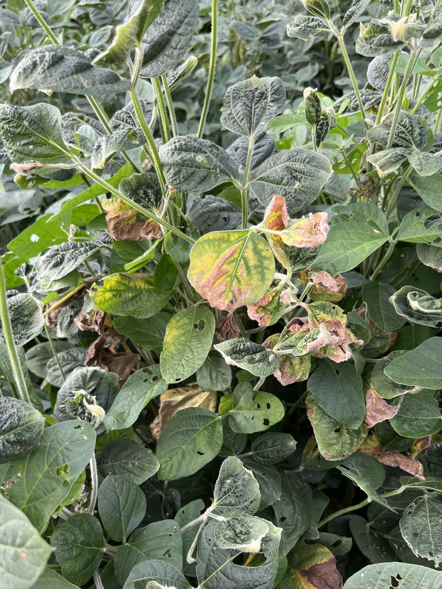 baldpathologist's tweet photo. I breathe easier when the stem canker symptoms start to show up post-inoculation (ignore the auxin-related injury….some conventional soybean cultivars in plots) #mscrops https://t.co/glgt6WKAwv