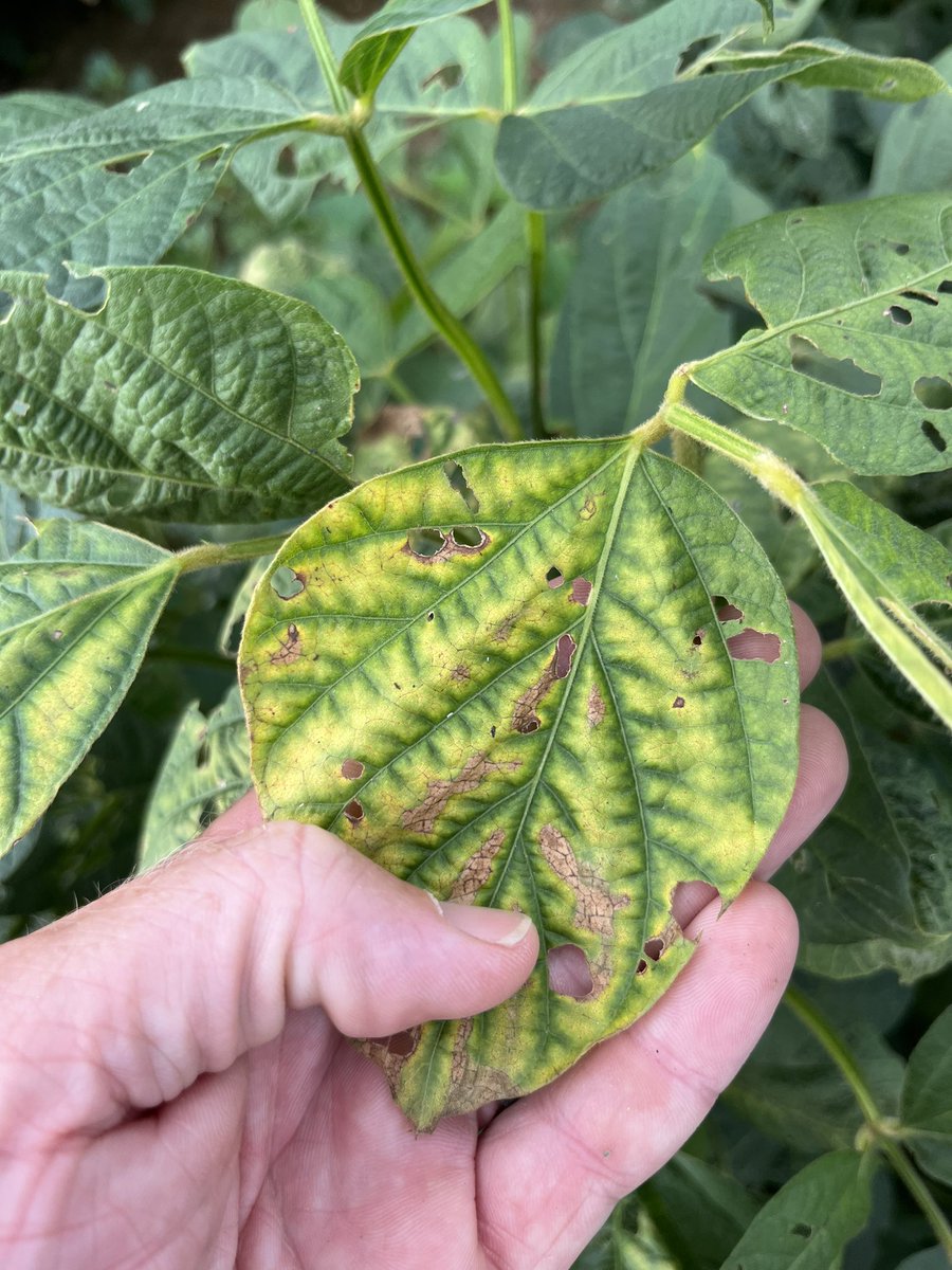 baldpathologist's tweet photo. I breathe easier when the stem canker symptoms start to show up post-inoculation (ignore the auxin-related injury….some conventional soybean cultivars in plots) #mscrops https://t.co/glgt6WKAwv