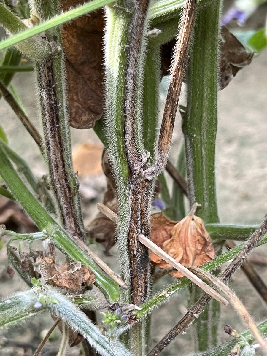 baldpathologist's tweet photo. I breathe easier when the stem canker symptoms start to show up post-inoculation (ignore the auxin-related injury….some conventional soybean cultivars in plots) #mscrops https://t.co/glgt6WKAwv