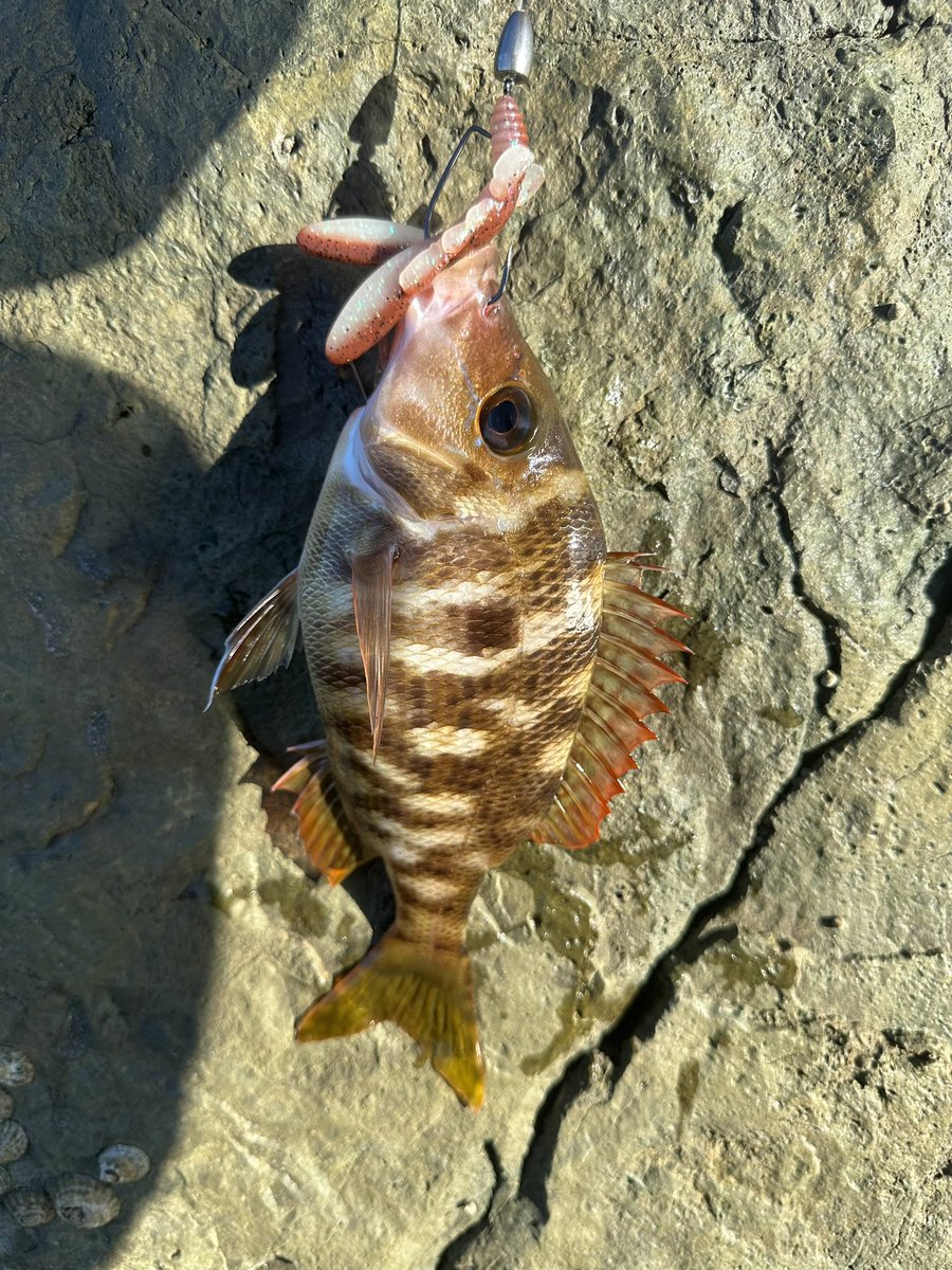 chi_kun12_08's tweet photo. 仕事が休みになったもんで、
今日は午後から夕方まで山陰🎣

アコウ3  
25㎝、33㎝、39㎝

カサゴ1
24㎝

フエフキダイ1
21㎝

クワガタも助けました笑
2.5㎝ https://t.co/787vKRPqzQ