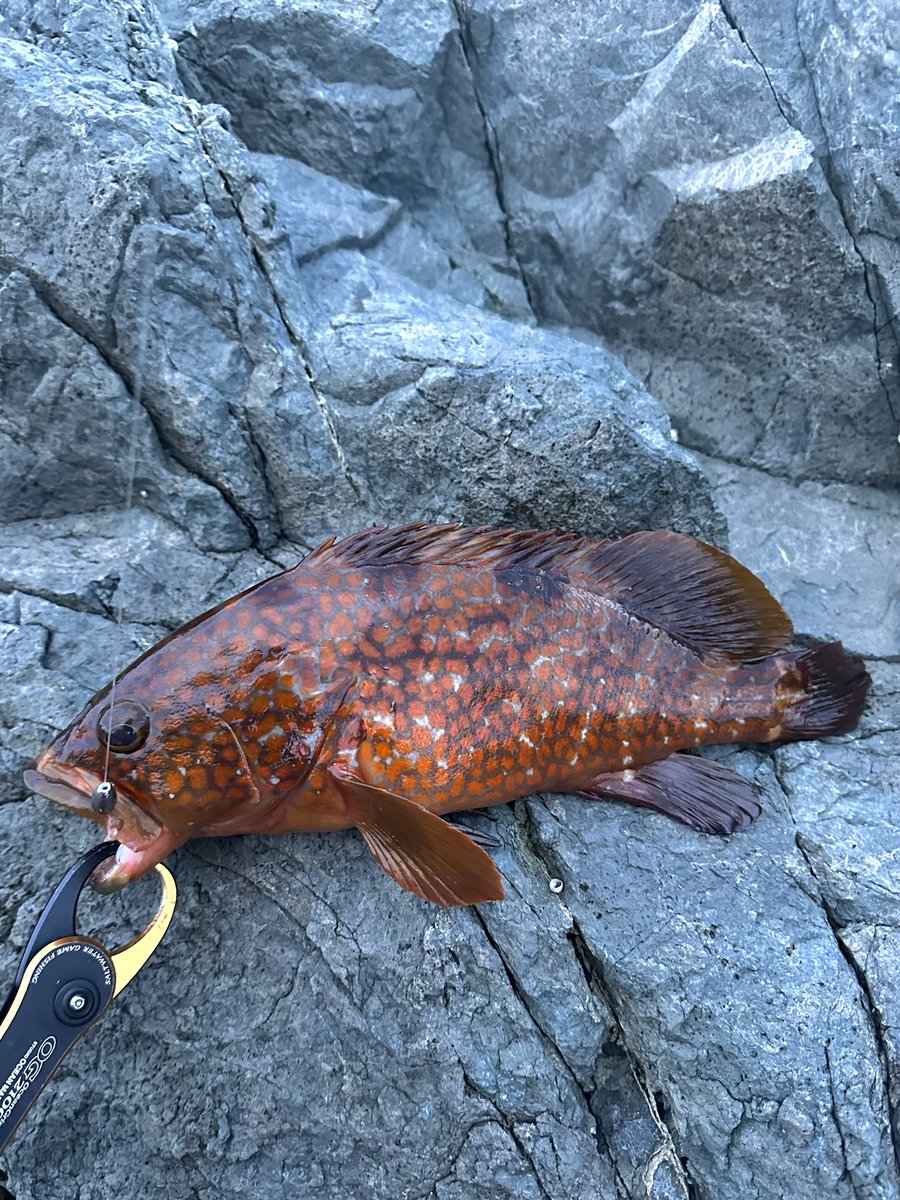 chi_kun12_08's tweet photo. 仕事が休みになったもんで、
今日は午後から夕方まで山陰🎣

アコウ3  
25㎝、33㎝、39㎝

カサゴ1
24㎝

フエフキダイ1
21㎝

クワガタも助けました笑
2.5㎝ https://t.co/787vKRPqzQ