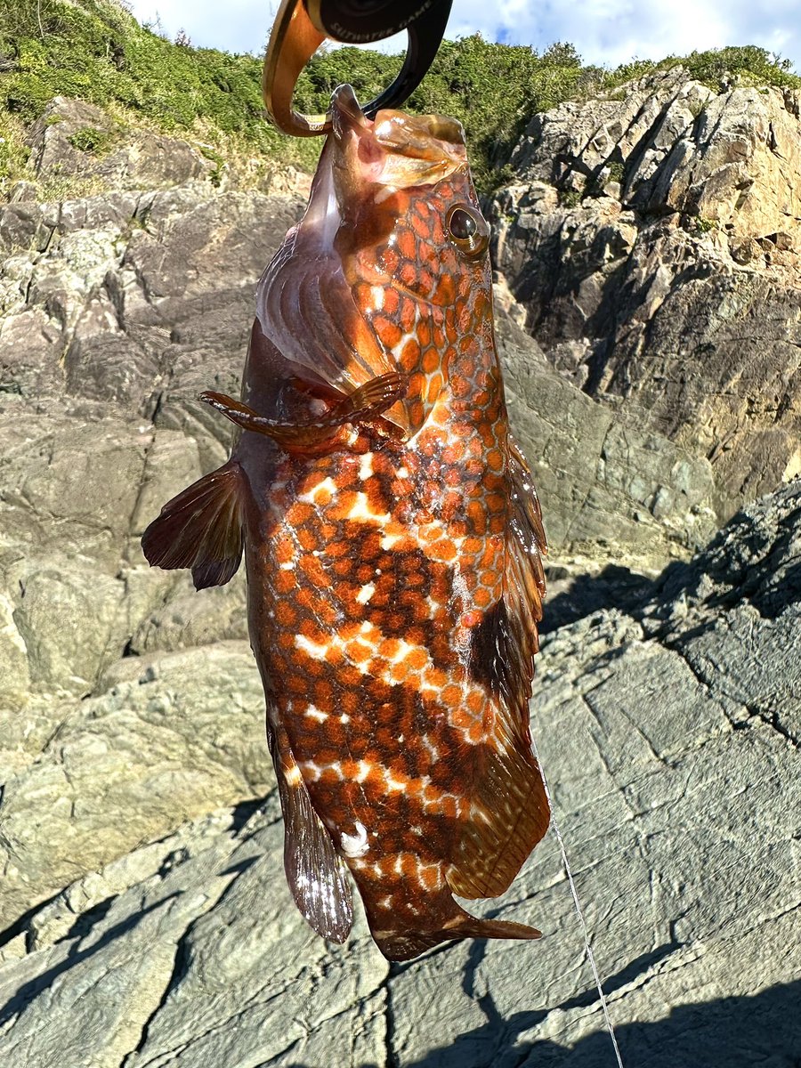 chi_kun12_08's tweet photo. 仕事が休みになったもんで、
今日は午後から夕方まで山陰🎣

アコウ3  
25㎝、33㎝、39㎝

カサゴ1
24㎝

フエフキダイ1
21㎝

クワガタも助けました笑
2.5㎝ https://t.co/787vKRPqzQ