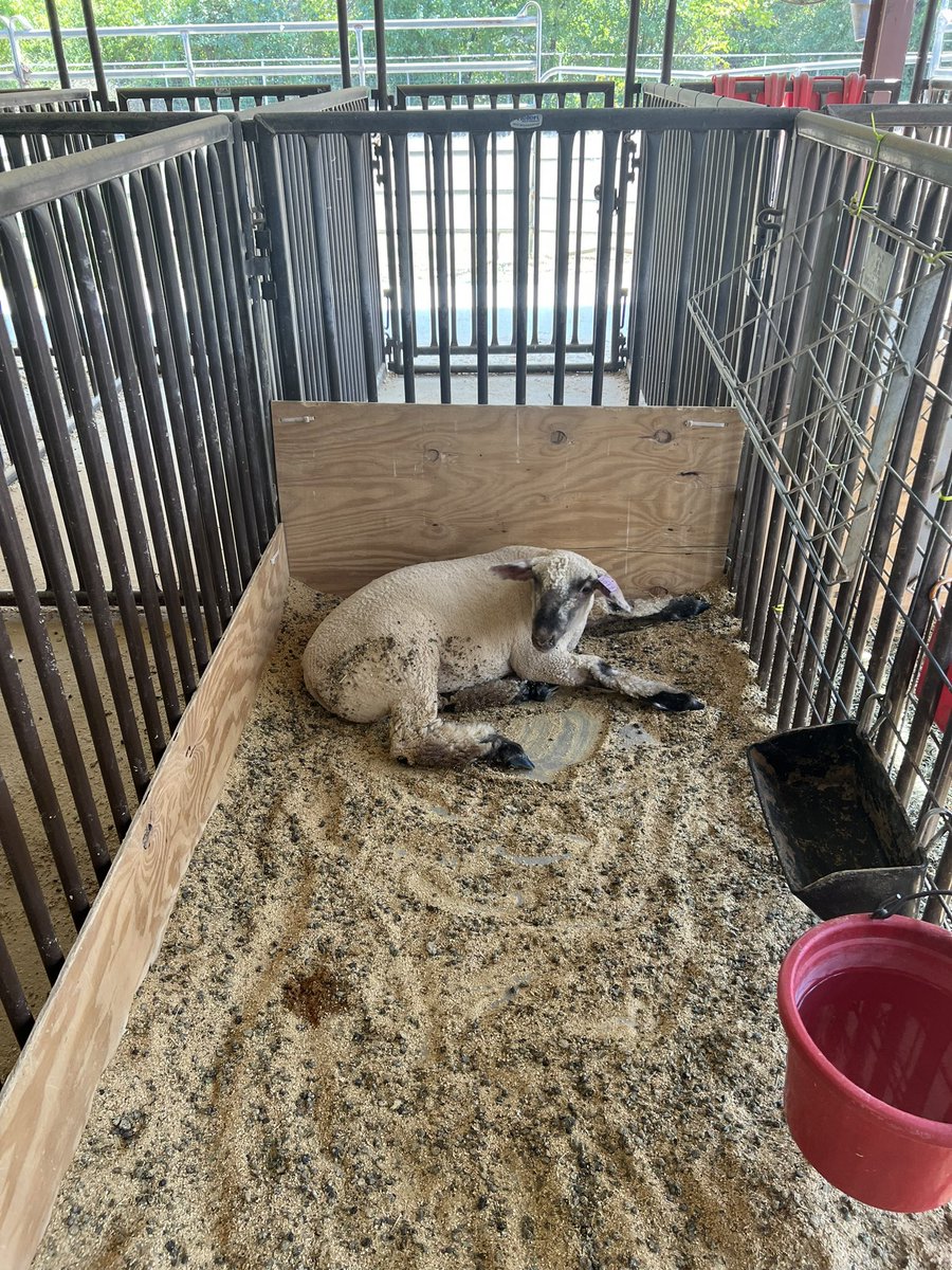 I loved seeing our Mustangs in their element last night as they hosted the Grapevine-Colleyville FFA kick off dinner last night! Our students spoke about their organization and gave tours to our kiddos! Their hard work and passion was evident! <a href="/gcffafriends/">Friends of GCFFA</a> 🐑 🐐 🐄 <a href="/Grapevine_HS/">Grapevine High School</a>