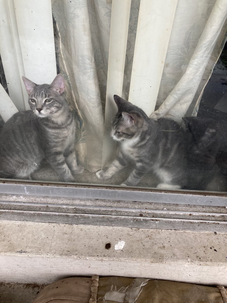 Rounding up the community cats to shelter from the storm. We have a little over 20 inside right now. So far, our area is just experiencing rain and wind with the river behind us getting close to breaching its banks. I think we’ll be spared from the worst #IDALIA has to…