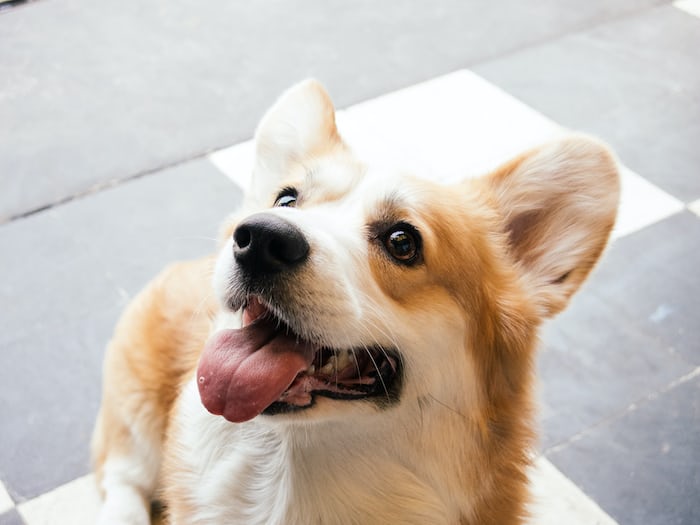 So adorable 🥰🥰🥰🥰
.
.
.
#corgi #corgipuppy #corgination #corgilife #dogsoftwitter #corgicommunity #corgis #corgibutt #corgigram #corgigram_ #corgiaddict #corgiplanet #corgilove #corgifeed #corgipuppies #corgistation #corgioftheday #corgistagram #corgirules #corgiears