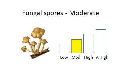 Total #fungalSpores remained at moderate levels 22-28 August. Alternaria and Cladosporium exceeded allergenic threshold at the beginning of the week but came down as the cooler weather set in. Those with an #allergy should take precautions. #Hayfever @UoLRespSci @UoLCEHS