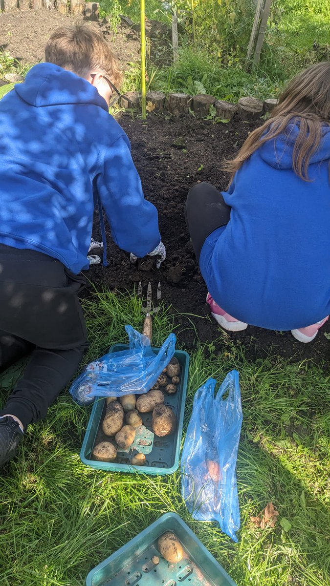 farm_leader's tweet image. Lots of shrieks of delight from P7 farmers this week as they unearthed buried treasure.  Big harvest bags filled to share at home. #growingfood #healthyeating #outdoorlearning @CanalViewPSEdin @P7atCanalView