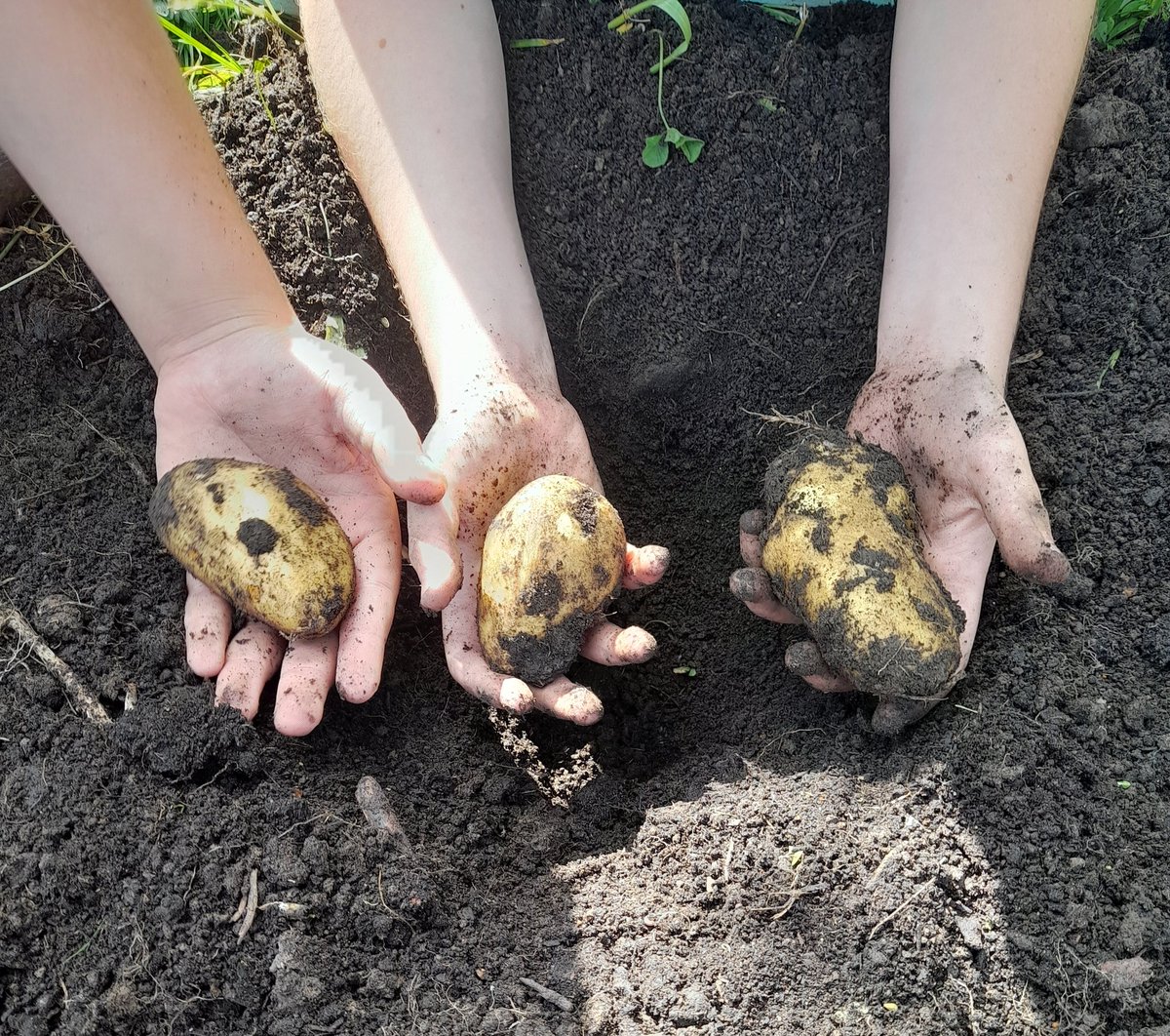 farm_leader's tweet image. Lots of shrieks of delight from P7 farmers this week as they unearthed buried treasure.  Big harvest bags filled to share at home. #growingfood #healthyeating #outdoorlearning @CanalViewPSEdin @P7atCanalView