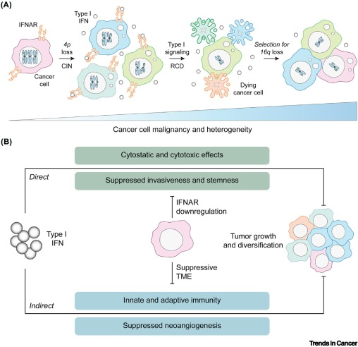 Lorenzo Galluzzi (@deadoc80) on Twitter photo Happy to share a <a href="/trendscancer/">Trends in Cancer</a> commentary from us on the role of #IFN signaling as a break to #heterogeneity in #cancer. Kudos to Peter as first author! <a href="/SOTIO/">SOTIO</a> <a href="/WeillCornell/">Weill Cornell Medicine</a> <a href="/WCM_MeyerCancer/">Weill Cornell Medicine Meyer Cancer Center</a> <a href="/WCMEnglanderIPM/">WCM Englander Institute for Precision Medicine</a> #WCMRadonc Happy to share a <a href="/trendscancer/">Trends in Cancer</a> commentary from us on the role of #IFN signaling as a break to #heterogeneity in #cancer. Kudos to Peter as first author! <a href="/SOTIO/">SOTIO</a> <a href="/WeillCornell/">Weill Cornell Medicine</a> <a href="/WCM_MeyerCancer/">Weill Cornell Medicine Meyer Cancer Center</a> <a href="/WCMEnglanderIPM/">WCM Englander Institute for Precision Medicine</a> #WCMRadonc
