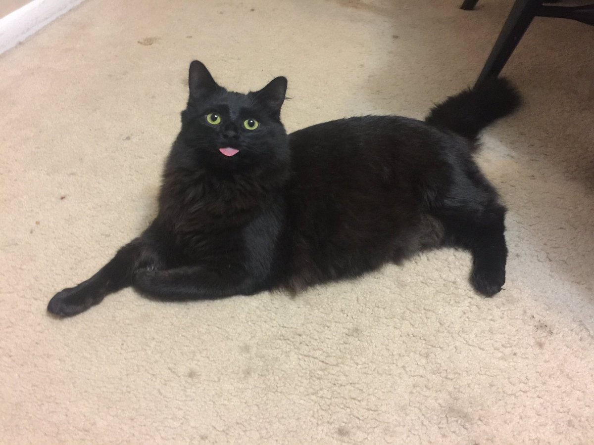 weirdlilguys's tweet photo. ITS MLEMSDAY MY DUDES

post your cats with their tongues out in the replies 👇👅 https://t.co/xCG5SsXtZ3