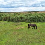 Photo by The New Forest Tour (@NewForestTour)