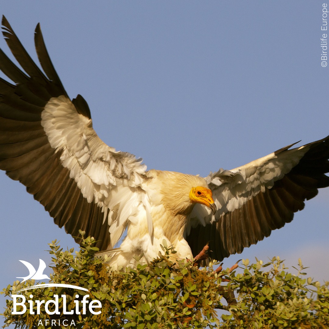 Vultures are indicators of ecosystem health. Let's work together to protect them and ensure the well-being of our planet. 
#IVAD2023 
Save Vultures