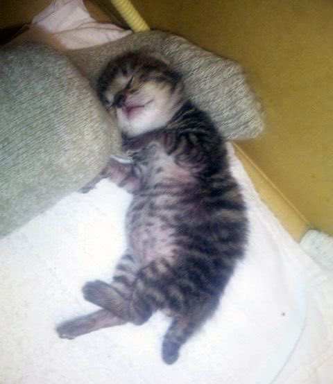 pinecoffeetable's tweet image. realPocturr of mee