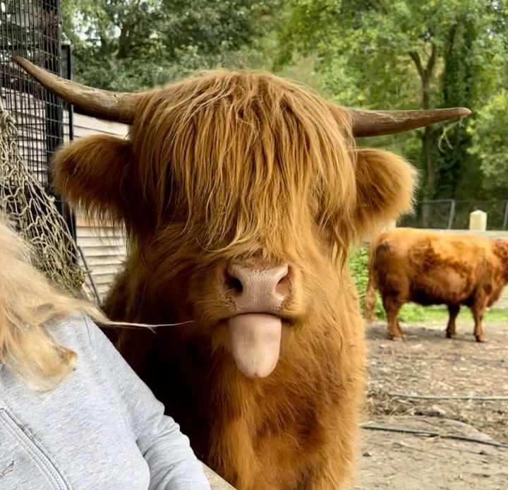 #cow