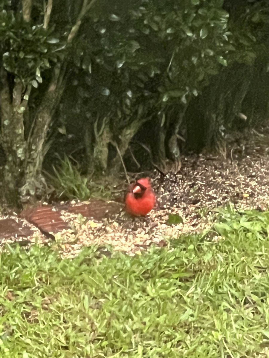 robtolenbutler's tweet image. As a Cat-3 hurricane passes 70 miles east of us I write my novel by Macbook battery. A Cardinal couple shelters in the bushes, slipping out to eat seed. These two brave little souls inspire my novel with a parrot its center. (For those of you who know my work: Yes, THAT parrot.)