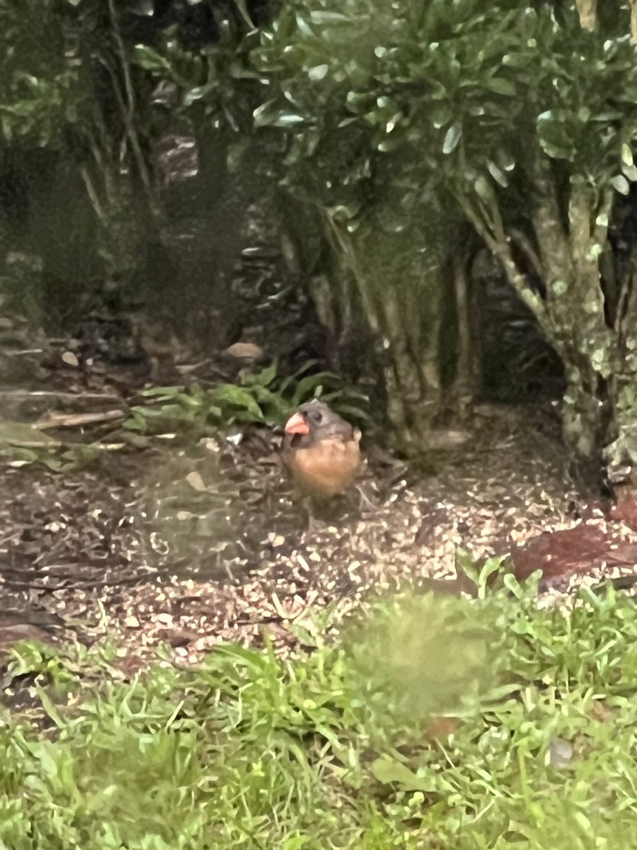 robtolenbutler's tweet image. As a Cat-3 hurricane passes 70 miles east of us I write my novel by Macbook battery. A Cardinal couple shelters in the bushes, slipping out to eat seed. These two brave little souls inspire my novel with a parrot its center. (For those of you who know my work: Yes, THAT parrot.)