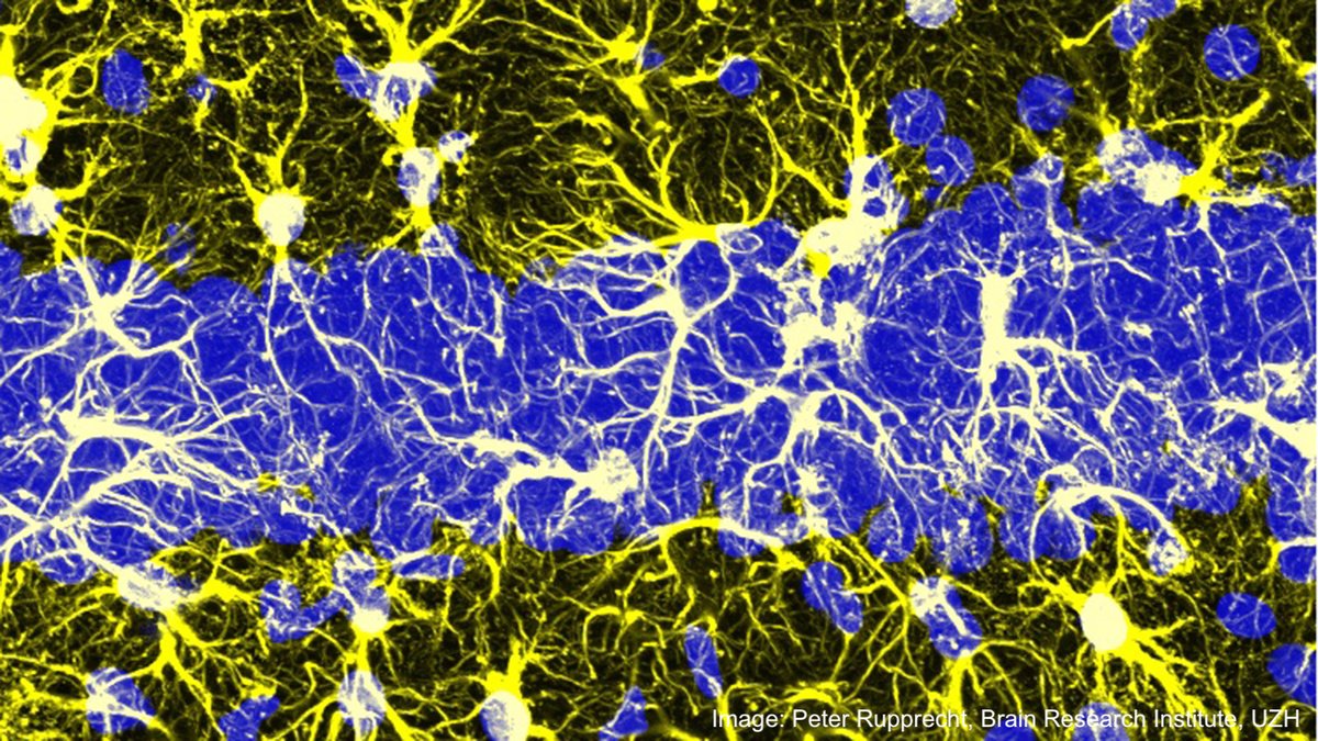 Über 2 Millionen für die Forschung des UZH-Neurowissenschaftler @FritjofHelmchen: Er kann dank einem @snf_ch Advanced Grant eine neue Theorie der Gedächtnisbildung erforschen. 🧠👏 Herzliche Gratulation! 👉 Mehr zum Projekt: news.uzh.ch/de/articles/ne…