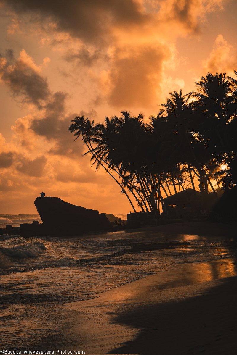 PhotophobicM's tweet photo. Golden hour ✨️ 🇱🇰🌴🙏

#NaturePhotography #sunsets #serenity #photography #paradise #colorful #sky #trees #peace #canonasia #tflers https://t.co/4pCuDjecah