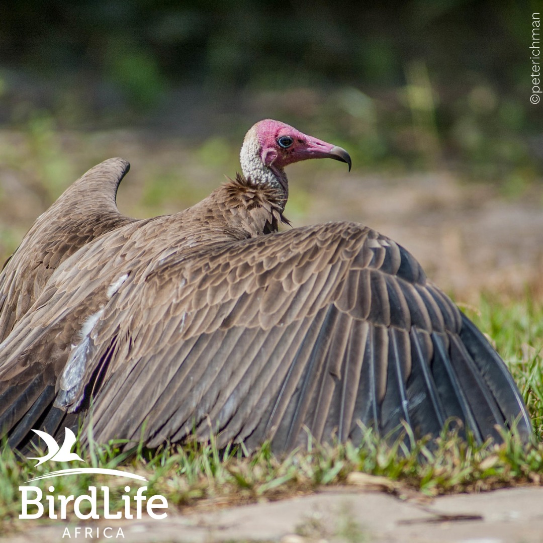 By consuming carrion, vultures reduce the chances of disease transmission to humans and other animals. Let's appreciate their important role in maintaining a balanced ecosystem
#IVAD2023

Save Vultures @BirdLifeAfrica
