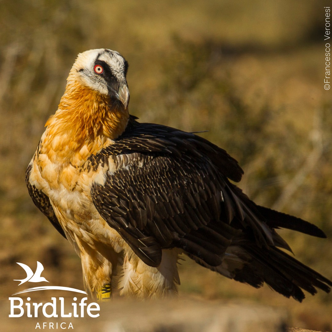 Habitat loss, poisoning, and collisions with power lines are just a few of the threats that vultures face. It's time to take action and ensure their survival
#IVAD2023

Save Vultures @BirdLifeAfrica