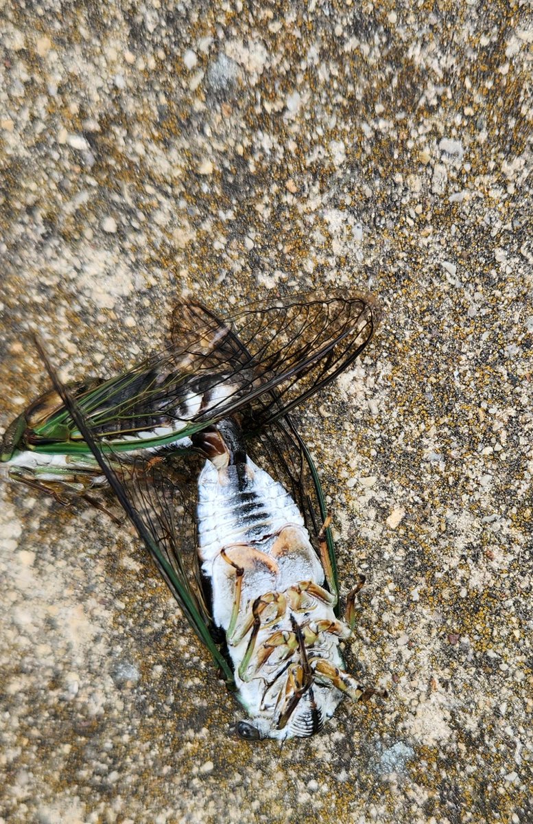 TPINFH's tweet photo. Tis' the season for cicadas to get down, warning: cicadas getting it down as mentioned lol. https://t.co/OEglO99xEw