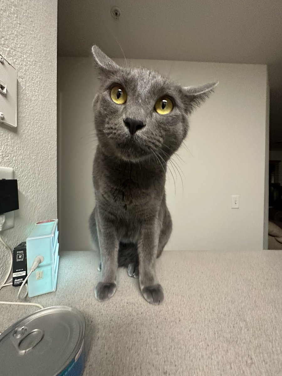 Rossislefteyeld's tweet photo. Buttuh cat https://t.co/8AY2BVBFWu