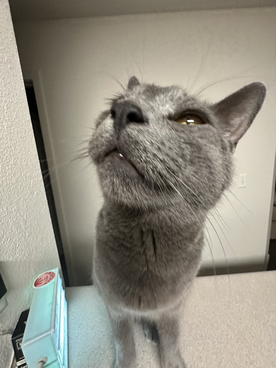 Rossislefteyeld's tweet photo. Buttuh cat https://t.co/8AY2BVBFWu