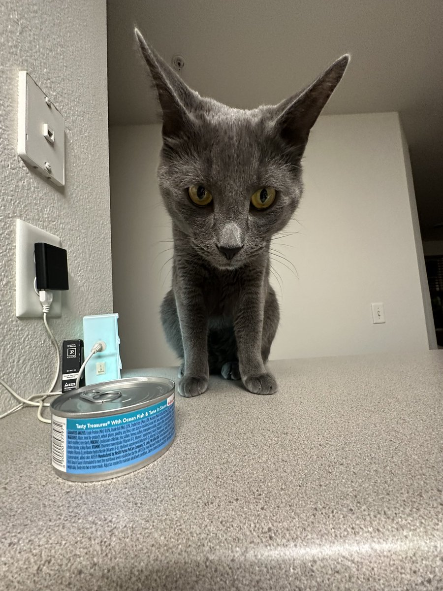 Rossislefteyeld's tweet photo. Buttuh cat https://t.co/8AY2BVBFWu
