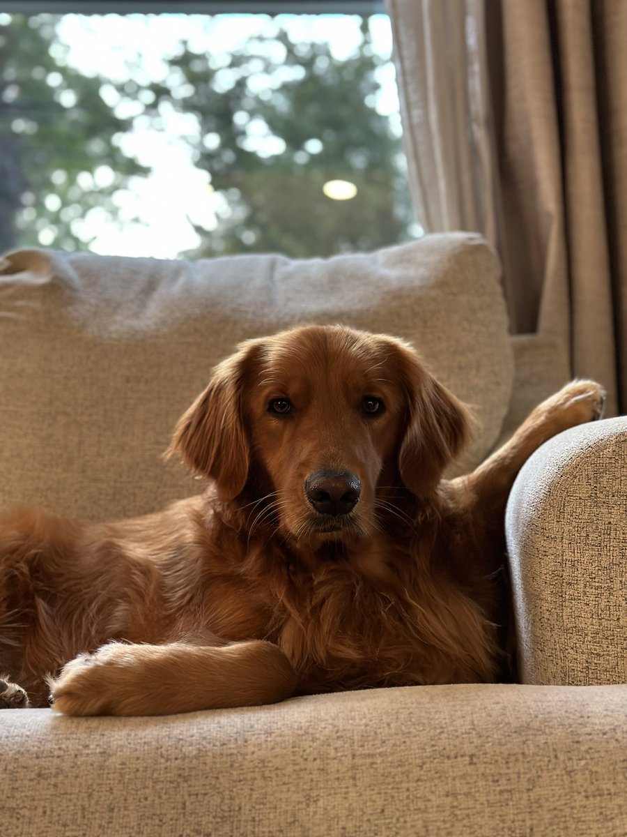 flip_rush's tweet photo. Ty's giving me the 'treat me or meet your doom' stare. 😂 I guess it's time to negotiate with the fur-midable overlord of snack-time. 🐶🦴 #GoldenRetriever #SnackTimeShowdown #DogsOfTwitter https://t.co/2aRQDxyAOy