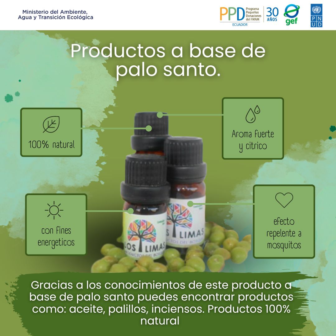 🌿✨ En Manabí, el palo santo es mucho más que una planta con aroma. El bioemprendimiento 'Los Limas' se aprovechan de manera sostenible los bosques del biocorredor Chongón Colonche para capturar las maravillas de esta especie
<a href="/PNUDEcuador/">PNUD Ecuador</a> <a href="/GEF_SGP/">Small Grants Programme</a> <a href="/Ambiente_Ec/">ambiente_ec</a> <a href="/ciespal/">CIESPAL</a> <a href="/CODESPA/">CODESPA</a>