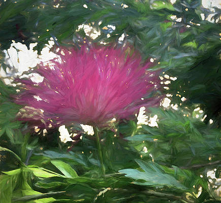 DeborahLeagueFA's tweet photo. Mimosa Tree in bloom #mimosatree #persiansilktree #mimosapudica #floralart #pinkflowers #treeflowers #tropicalflower #Albiziajulibrissin #ayearforart #buyintoart #pink #plants #photography #digitalart #wallart #homedecor #artistcommunity 
ART - ART - https://t.co/fdsVtB14iq https://t.co/3H1JcTEeMo