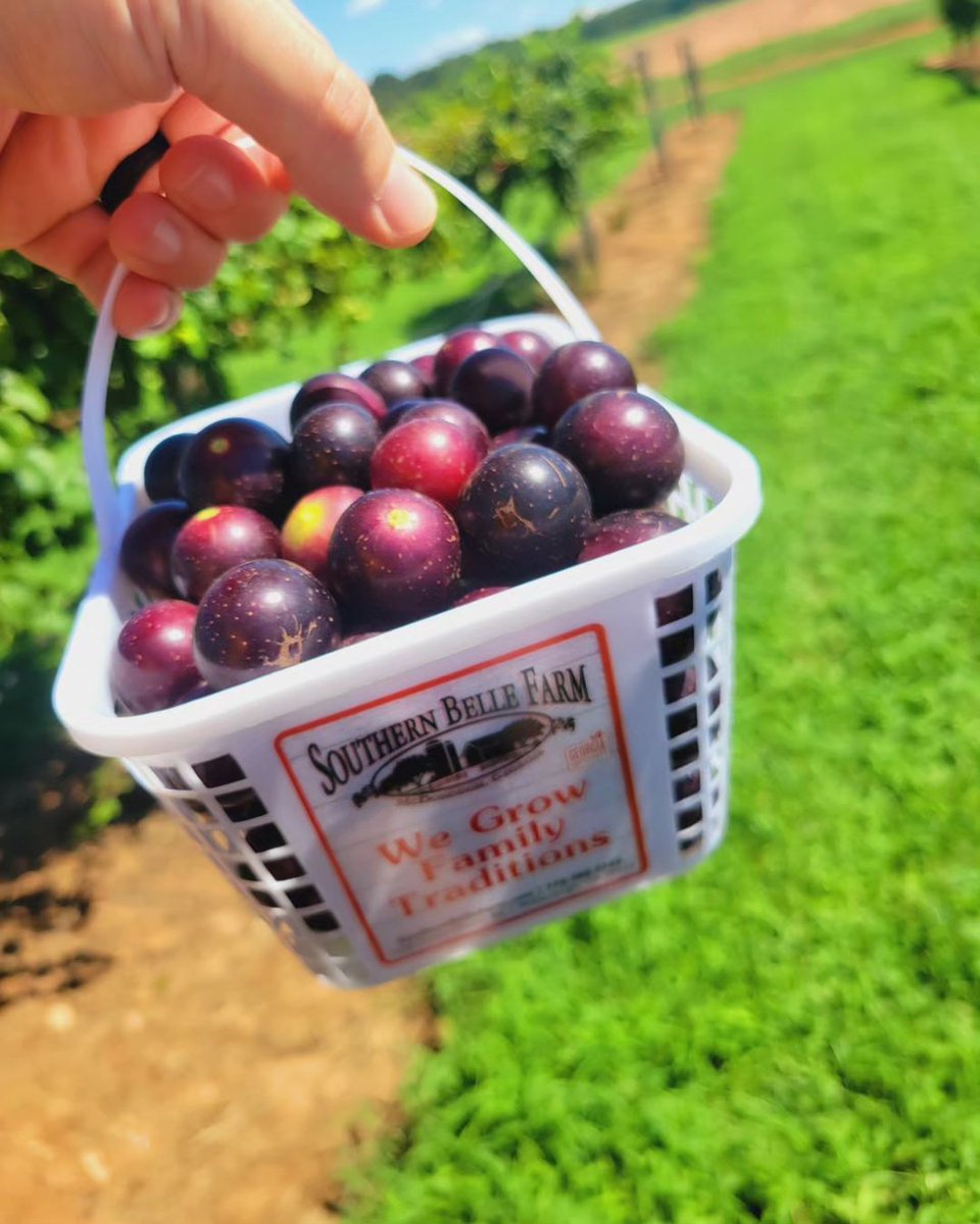 SouthernBelleFa's tweet photo. Experience the taste of a Georgia summer with U-pick #muscadines! 😋🍇 Come on out today 8/30 weather permitting and while supplies last. Cool off with some homemade ice cream after picking! 🍦

[📷: valerie_931 on IG] https://t.co/mqIjYiNOuq