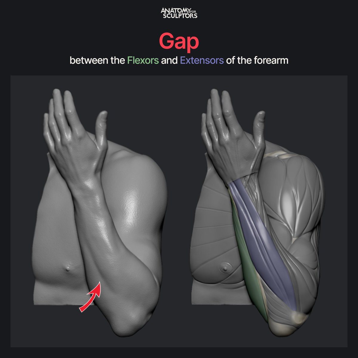 A4Sculptors's tweet photo. Mind the gap! The flexor and extensor muscles of the forearm are separated by the ulna, which creates a depression between the two muscle groups. #anatomy #references #art #anatomy4sculptors https://t.co/IAeFcGwXhk
