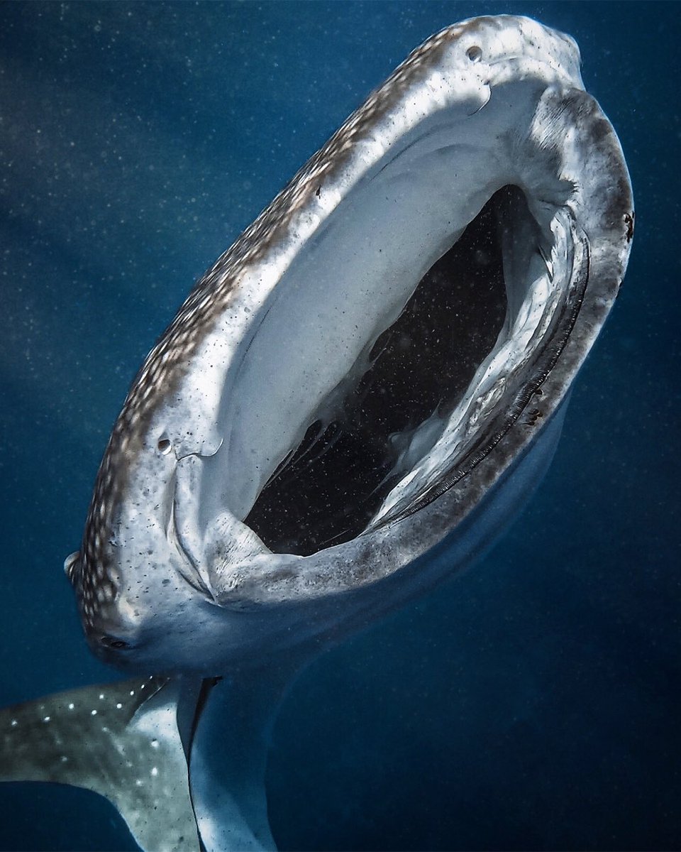 Kaush92's tweet photo. World Whale Shark Day 🦈

A day to celebrate the biggest fish in the oceans, these enigmatic elasmobranchs are true gentle giants.

It is always a special feeling when you see those iconic spots appear from the deep. #whaleshark #wildlifephotography https://t.co/0JPu6cOJG9
